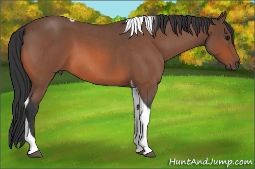 Horse Color:Bay Roan Tobiano