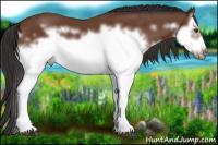 Horse Color:Bay Splash Frame 