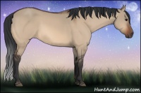 Horse Color:Bay Dun
