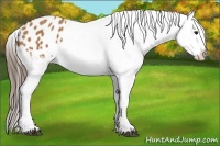 Horse Color:Bay Appaloosa