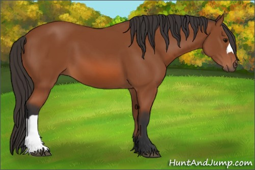 Horse Color: Bay 