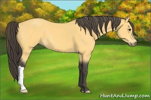 Horse Color: Buckskin 