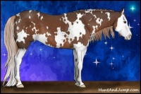 Horse Color:White Spotted Liver Chestnut Splash 