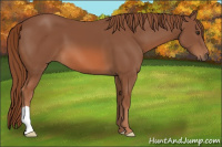 Horse Color:Liver Chestnut