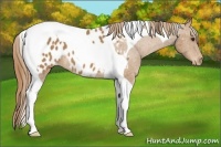 Horse Color:Chestnut Tobiano Near Leopard 