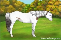 Horse Color:Bay Splash Tobiano Near Leopard 