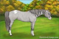 Horse Color:Grullo Roan Splash Blanket Rabicano 