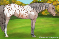 Horse Color:Bay Appaloosa 