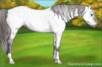 Horse Color:Gray Bay Near Leopard 