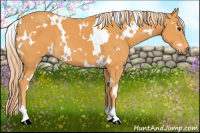 Horse Color:White Spotted Chocolate Palomino 