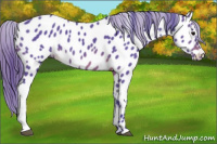 Horse Color:Watercolor Brown Appaloosa 