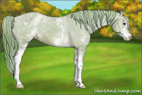 Horse Color:Watercolor White Spotted Bay Varnish 