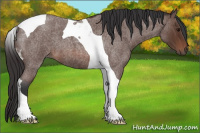 Horse Color:Brown Roan Tobiano 