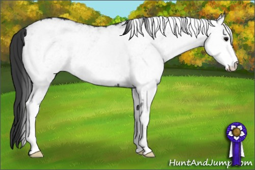 Horse Color: White Spotted Black 