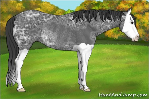 Horse Color: Brown Ice Splash Rabicano 
