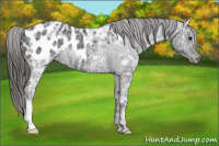 Horse Color:Brown Ice Appaloosa Rabicano