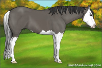 Horse Color:Grullo Splash 