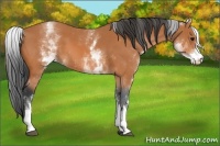 Horse Color:White Spotted Bay 