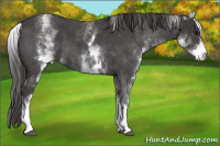Horse Color:White Spotted Smoky Blue Roan 
