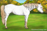 Horse Color:Gray Watercolor Red Roan Appaloosa 