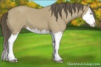 Horse Color:Classic Cream Champagne Splash 