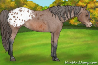 Horse Color:Bay Appaloosa