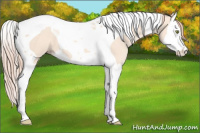 Horse Color:Gold Champagne Dun Splash Tobiano 