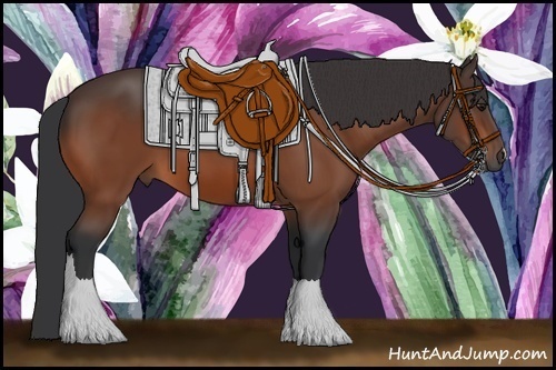 Horse Color: Bay 