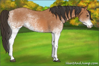 Horse Color:White Spotted Bay 