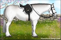 Horse Color:Gray Buckskin 