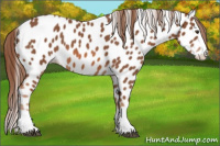 Horse Color:Chestnut Splash Near Leopard 