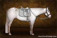 Horse Color:Gray Chestnut Blanket 