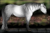 Horse Color:Gray Black 