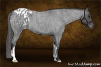 Horse Color:Blue Roan Appaloosa 