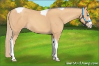 Horse Color:Gold Champagne Splash Tobiano 
