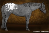 Horse Color:Black Appaloosa