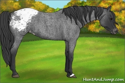 Horse Color:Blue Roan Blanket