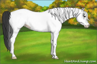 Horse Color:White Spotted Black Ice 