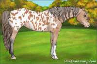 Horse Color:Bay Appaloosa