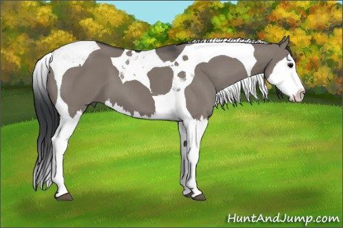 Horse Color: Grullo Splash Tobiano 