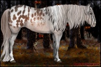 Horse Color:Bay Mushroom Splash Tobiano Appaloosa  Brindle