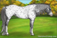 Horse Color:White Spotted Blue Roan Splash Frame Appaloosa