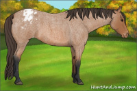 Horse Color:Bay Roan Appaloosa 