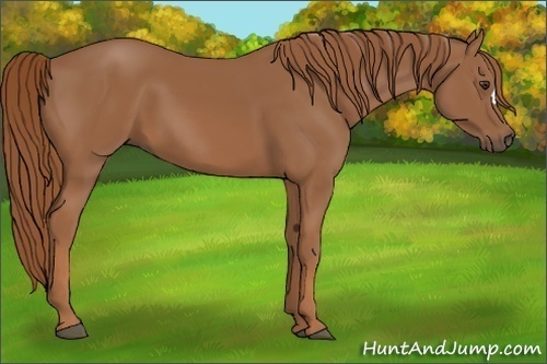 Horse Color: Chestnut 