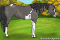 Horse Color:Grullo Splash Tobiano