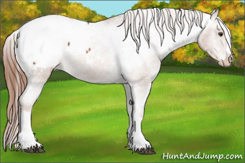 Horse Color: Liver Chestnut Snowcap 