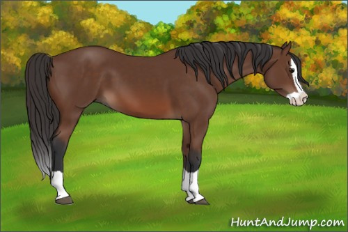 Horse Color: Bay Splash 