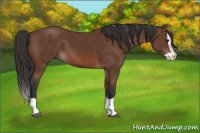 Horse Color:Bay Splash 