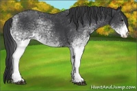 Horse Color:White Spotted Black 