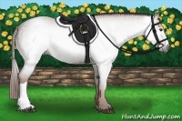Horse Color:Gray Red Roan 